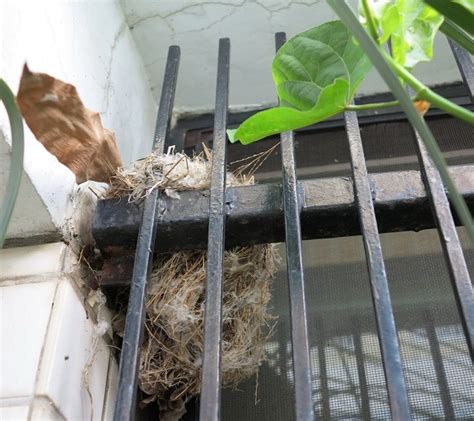 金廚房 家中有鳥來築巢